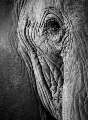 Auge eines Elefanten. Sich der Welt verbunden fühlen und mit einer Testamentsspende bleibende Werte schaffen.