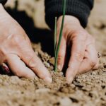 Erfüllung: Hände, die einen Setzling in Erde einpflanzen