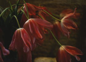 Endlichkeit macht das Leben kostbar: welkende Tulpen in einer Vase.